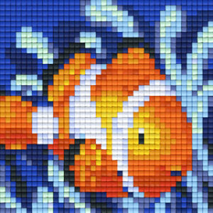 Clown Fish