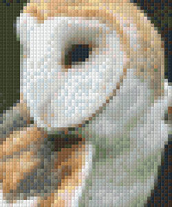 Barn Owl