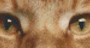 Cat's Eyes C