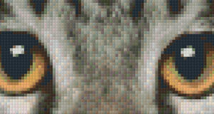 Cat's Eyes F
