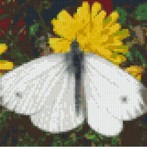 White Butterfly