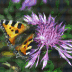 Butterfly on Thistle