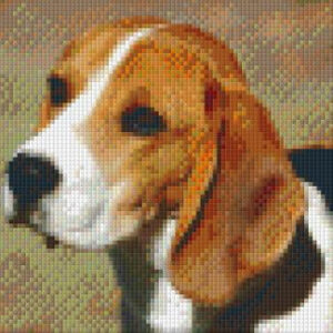 Beagle