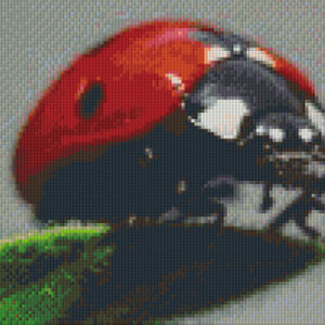 Ladybird