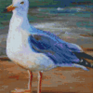 Seagull