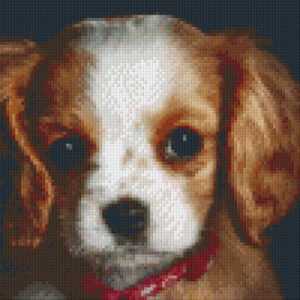 Blenheim Puppy