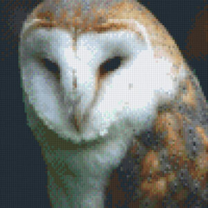 Barn Owl
