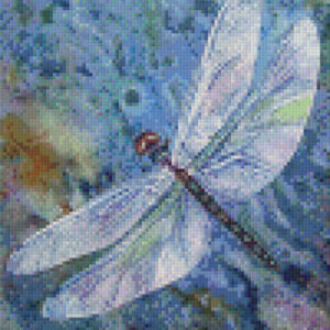 Skimming Dragonfly