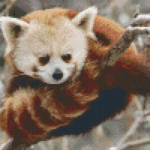 Red Panda