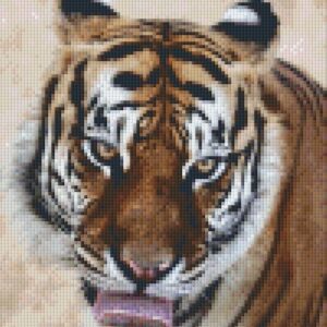 Cheeky Tiger