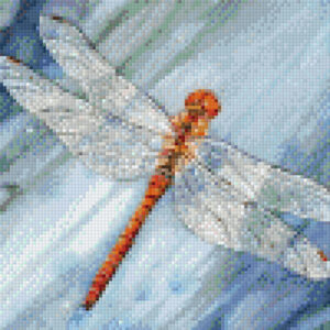 Darter Dragonfly