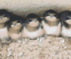 Bevy of Swallows