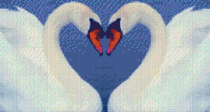 Swan Heart
