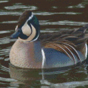 Beautiful Duck