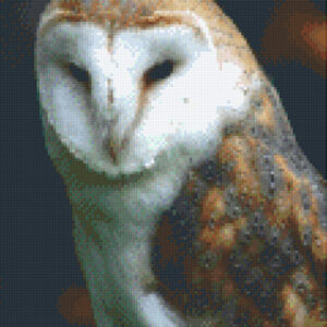 Barn Owl