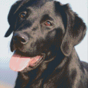 Black Labrador