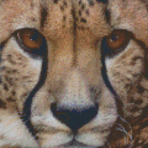 Cheetah