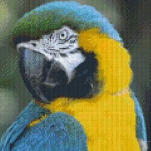 Blue and Yellow Macaw