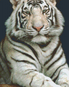 White Tiger