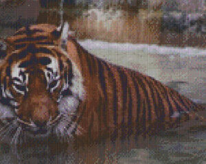Tiger in the Water