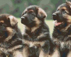 Three German Shepherd Pups