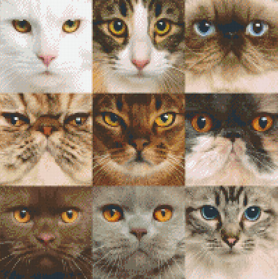 For Cat Lovers D