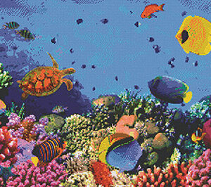 Coral Reef